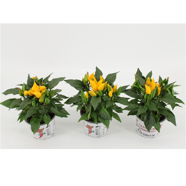 <h4>Capsicum Sombrero Yellow</h4>