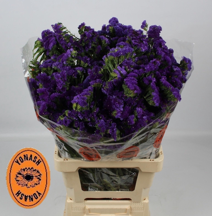 <h4>LIM S SEA SUN BIRDS</h4>