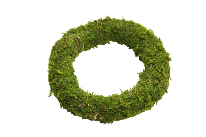 <h4>Wr Asia Moss 15cm Green</h4>