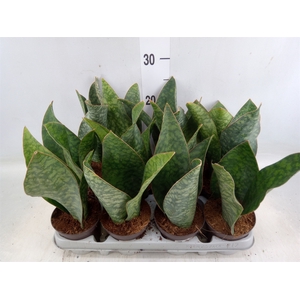 Sansevieria grandis