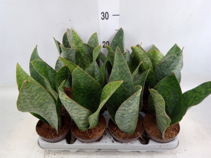 <h4>Sansevieria grandis</h4>