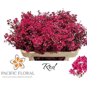 Chamelaucium Klb Red