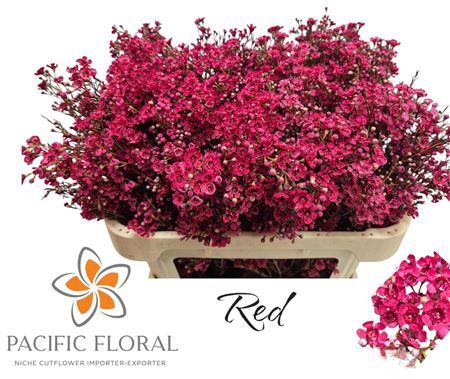 <h4>Chamelaucium Ov Klb Red</h4>
