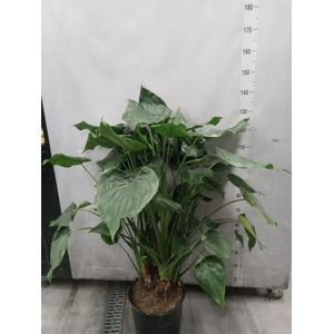 Alocasia cucullata