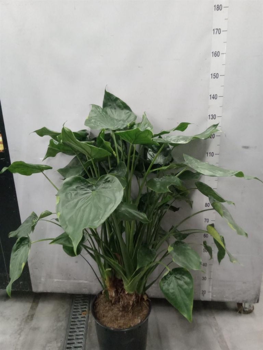 <h4>Alocasia cucullata</h4>