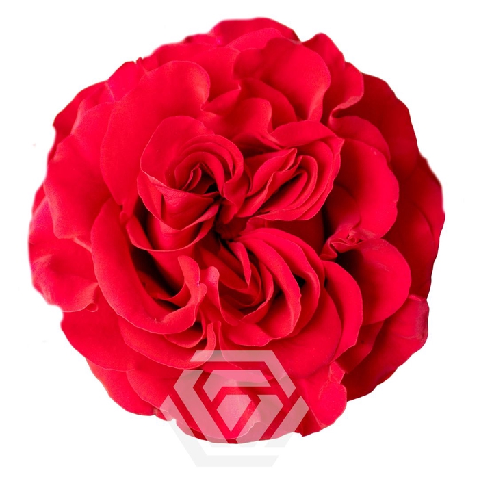 <h4>R GR MAYRA HOT PINK Tessa</h4>