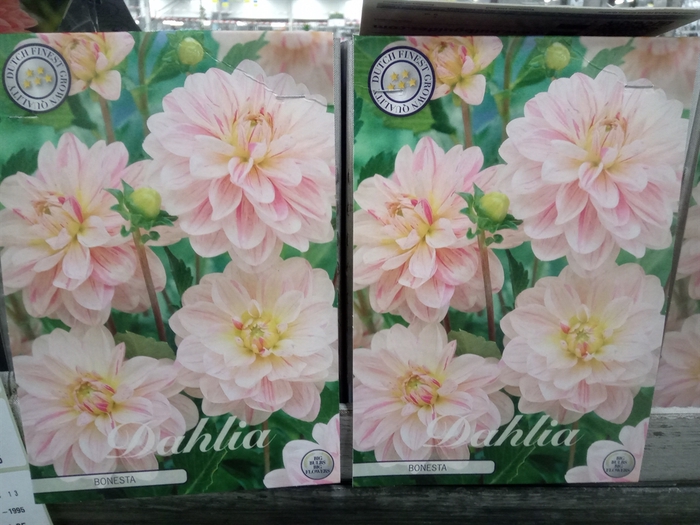 <h4>Dahlia   ...flowerbulbs</h4>