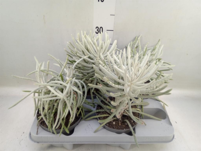 <h4>Senecio   ...</h4>