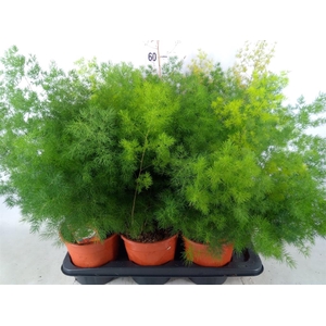 Asparagus umbellatus