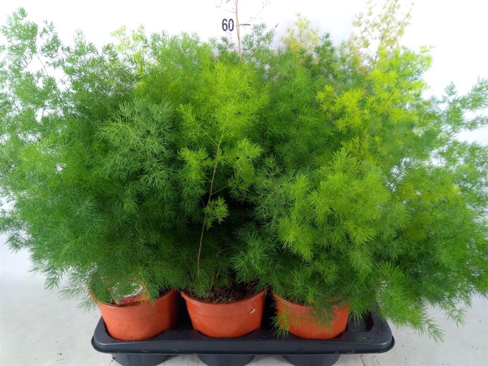 <h4>Asparagus umbellatus</h4>