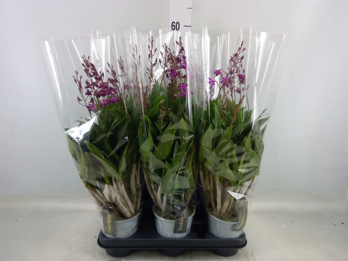 <h4>Dendrobium  'Berry Oda'</h4>