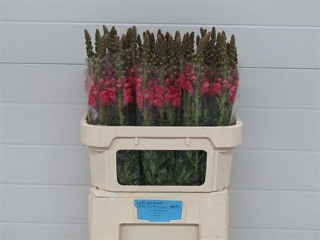 <h4>Antir Poto Cher Rose</h4>
