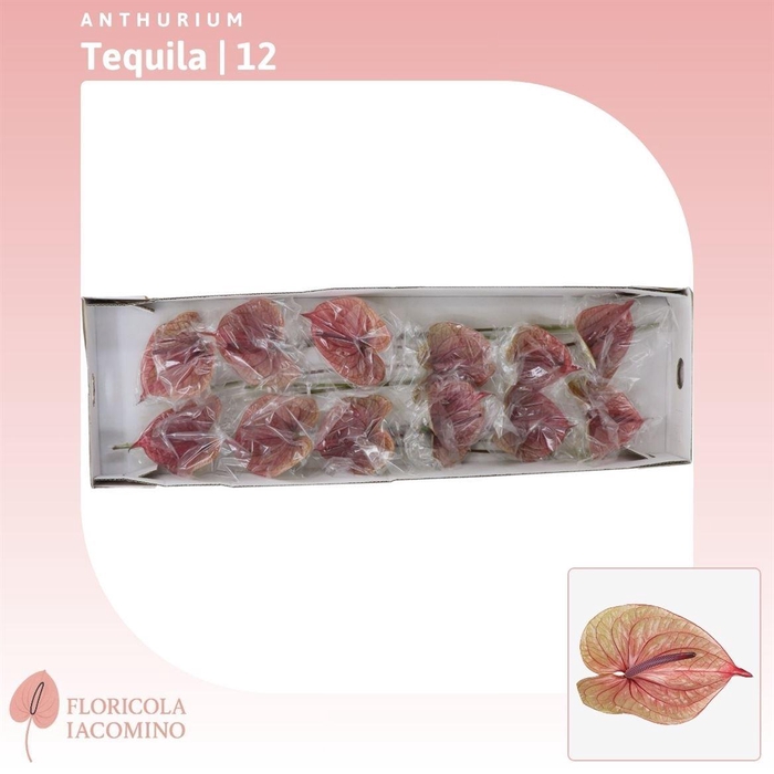 <h4>Anthurium Tequila</h4>
