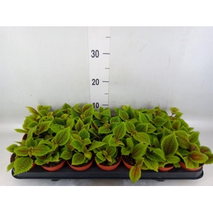 Pilea mollis 'Moon Valley'