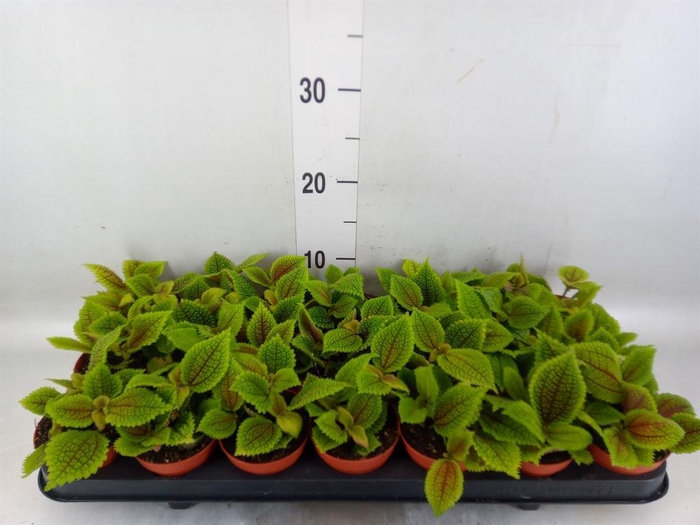 <h4>Pilea mollis 'Moon Valley'</h4>