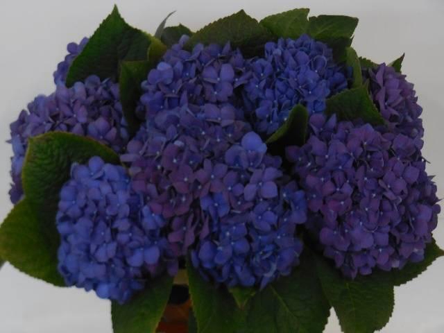 <h4>HYDR M CH PIMPERNEL</h4>