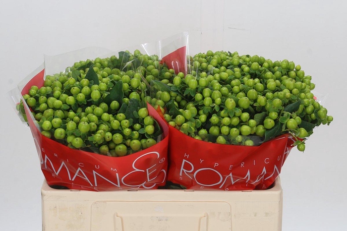 <h4>Hypericum Lucky Romance</h4>