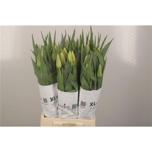 Tu Fr En White Proud