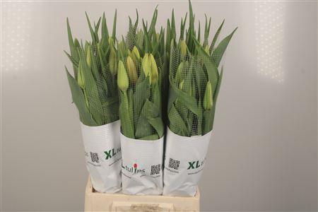 <h4>Tu Fr En White Proud</h4>