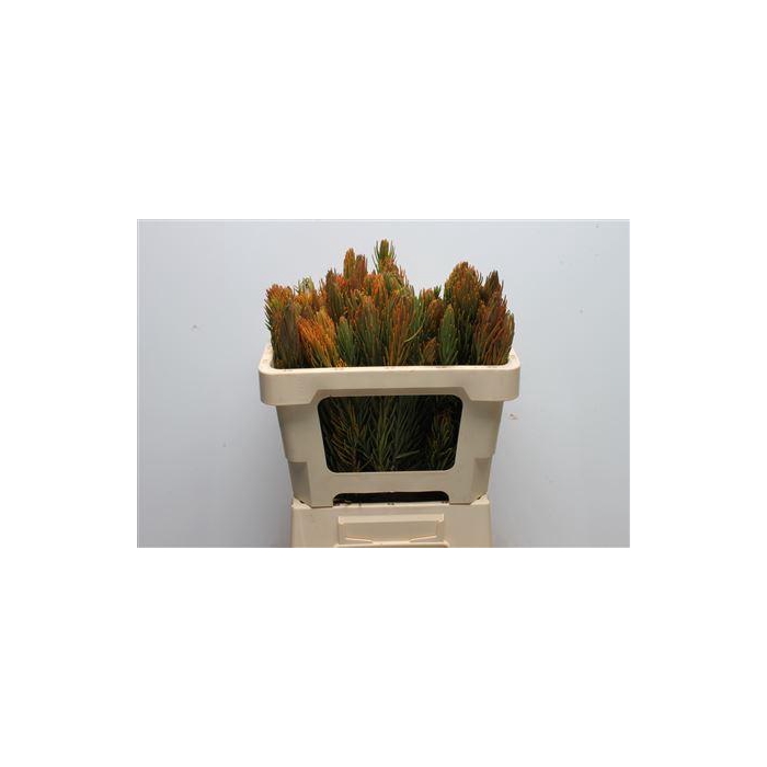 <h4>Kaaps Retzia</h4>