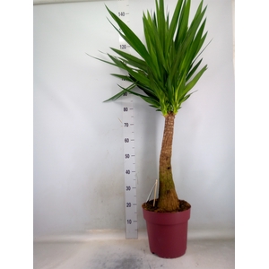 Yucca elephantipes   ...