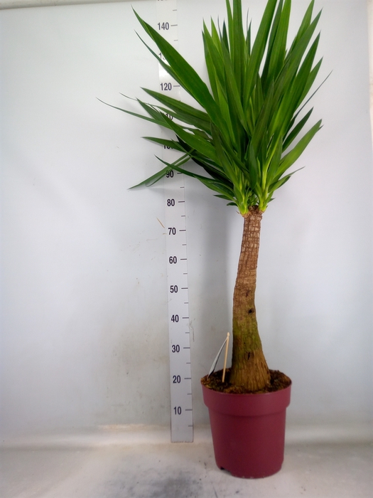 <h4>Yucca elephantipes   ...</h4>