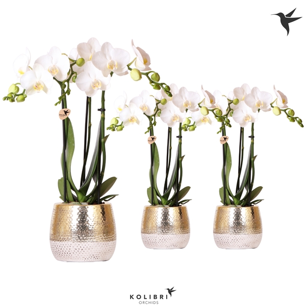 <h4>Kolibri Orchids Phalaenopsis white 3 spike in Elite pot gold</h4>