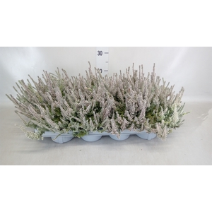 Calluna vulg. 'Garden G Fluffy'