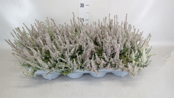 <h4>Calluna vulg. 'Garden G Fluffy'</h4>