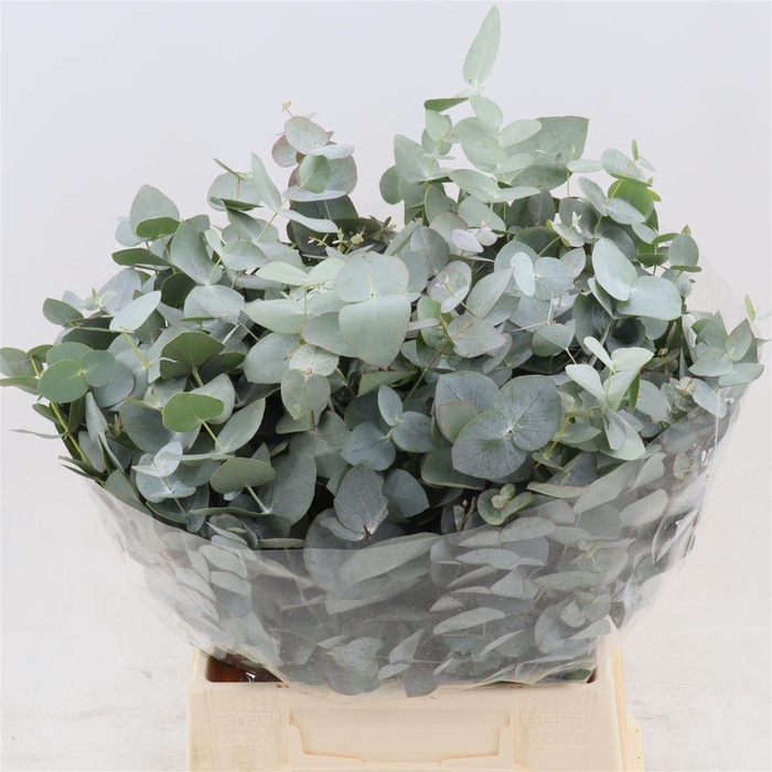 <h4>Eucalyptus Cinerea (per Bos)</h4>