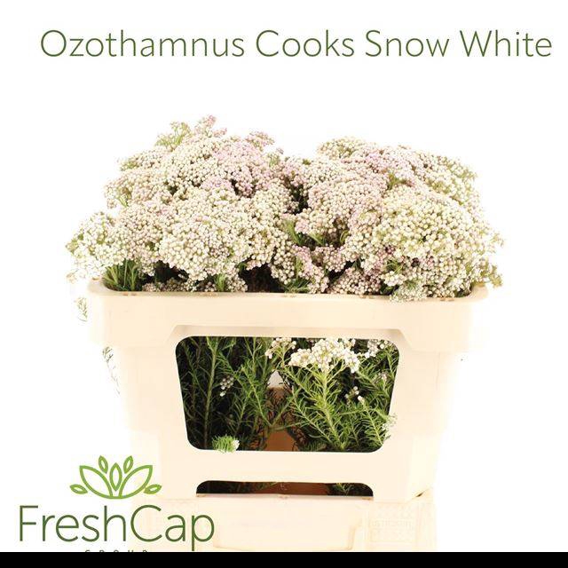 OZOTH COOKS SNOW WHI