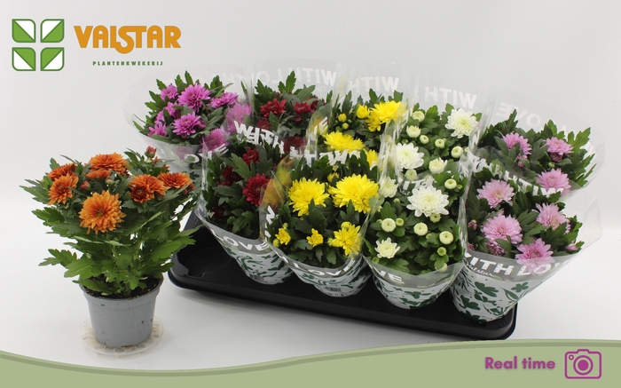 <h4>CHRYS GEM 6 KL</h4>