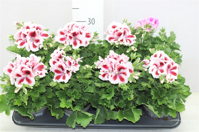 <h4>Pelargonium Don Delgado</h4>