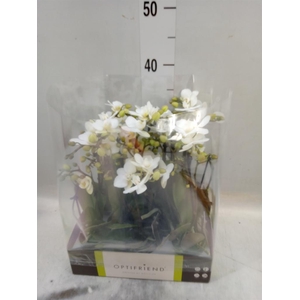 Phalaenopsis multi.   ...white