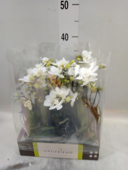 <h4>Phalaenopsis multi.   ...white</h4>