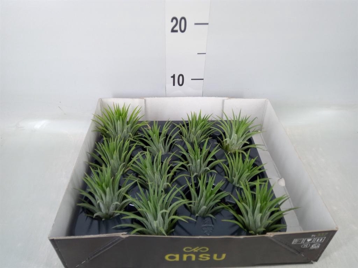 <h4>Tillandsia ionantha</h4>