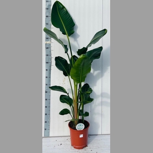 STRELITZIA NICOLAI