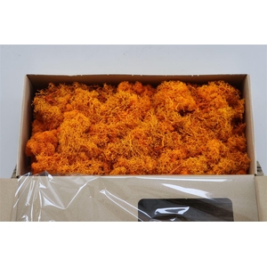 Mos Reindeer Moss 500gr Orange