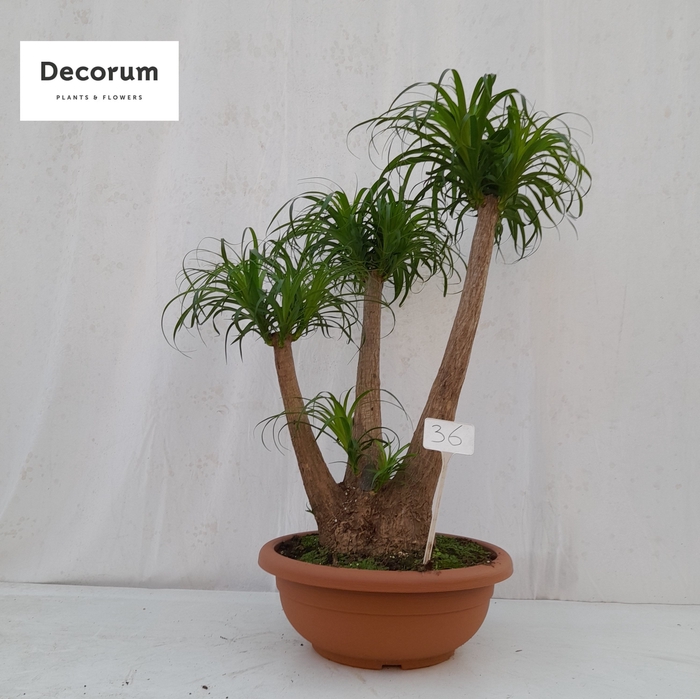 <h4>Beaucarnea vertakt op nummer 36</h4>