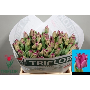 TU CO CROWN  NEGRITA