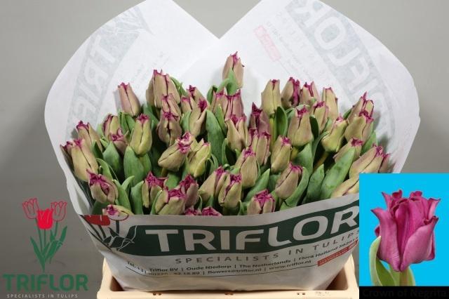 <h4>TU CO CROWN  NEGRITA</h4>