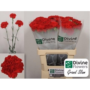 Dianthus ST 'Grand Slam'