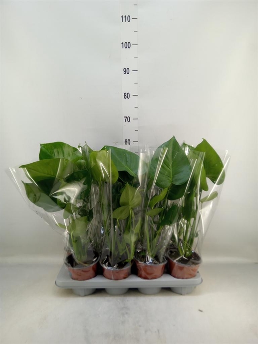 <h4>Monstera delic.</h4>