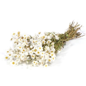DROOG RHODANTHE WIT