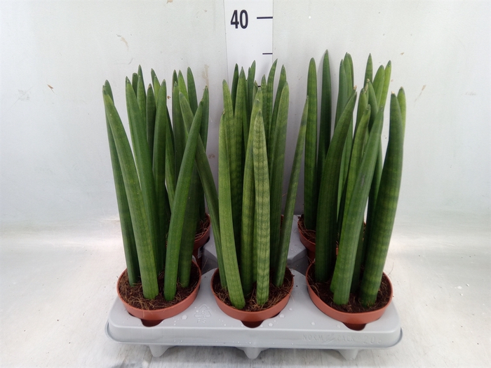 <h4>Sansevieria cyl.  ...</h4>