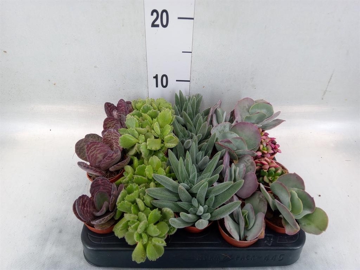 <h4>Succulents   ...</h4>