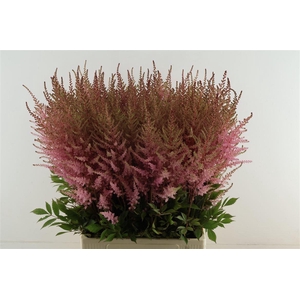 Astilbe Erika 70cm