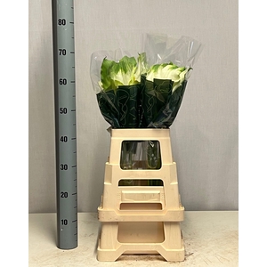 ZANT AE GREEN GODDES