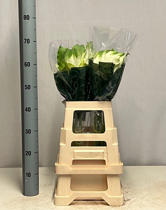 <h4>ZANT AE GREEN GODDES</h4>