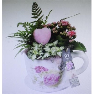 2268 XL INDOOR KOP/SCHOTEL